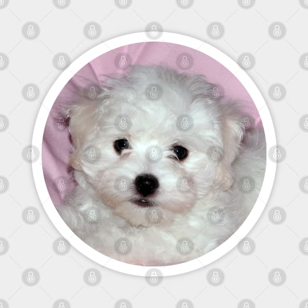 photo puppy pretty in pink Magnet by mystudiocreate